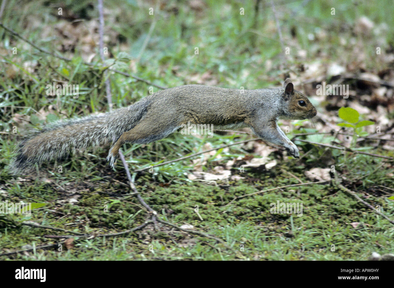 Grauhörnchen springen Stockfoto