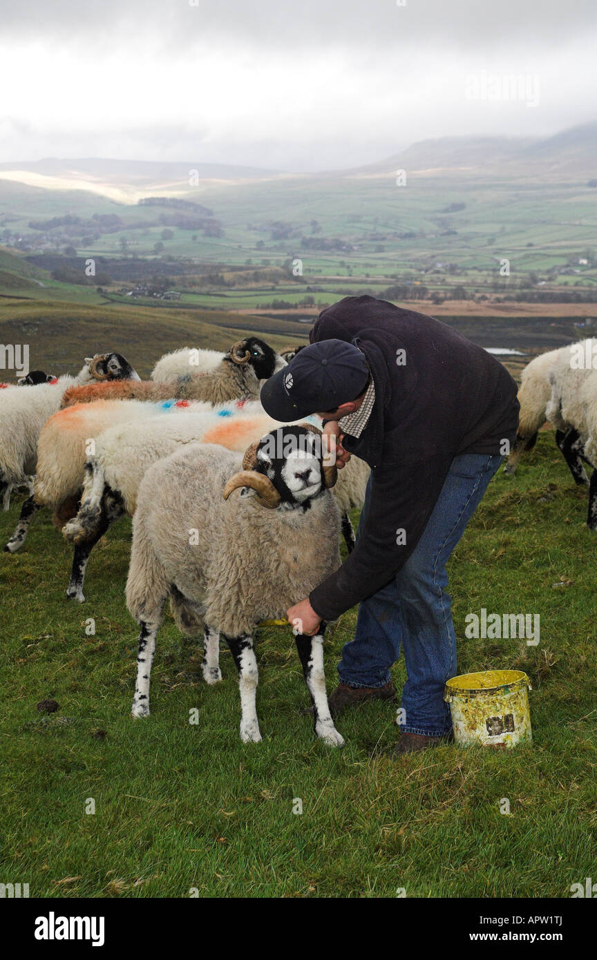 Schäfer, Kennzeichnung Farbstoff 'Raddle' Swaledale RAM um tupping Zeit der Anwendung Stockfoto