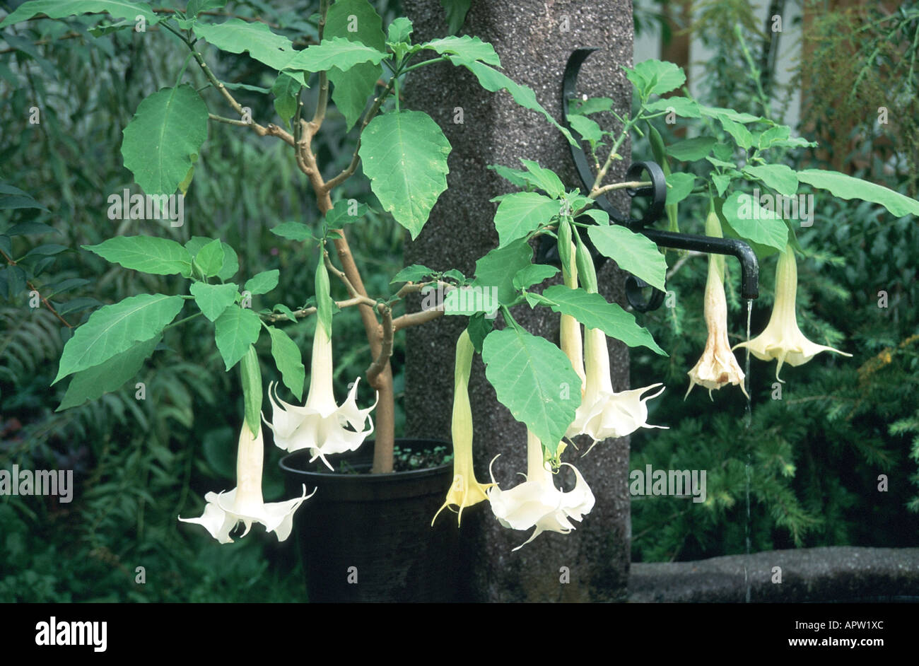 Baum der Engelstrompete (Brugmansia Arborea, Datura Arborea), blühen Stockfoto