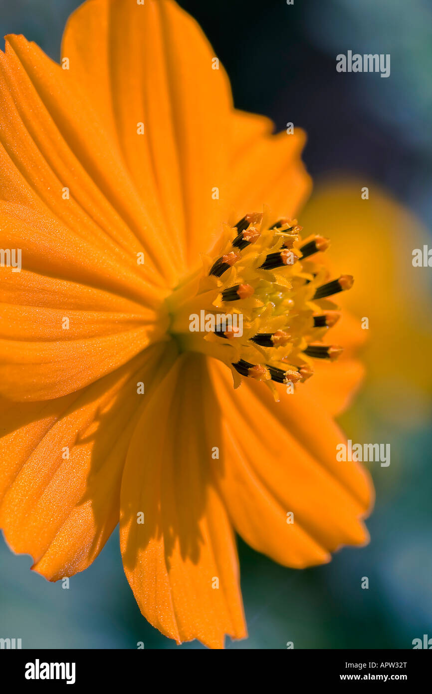 Vorderansicht der Calendula Blume Stockfoto