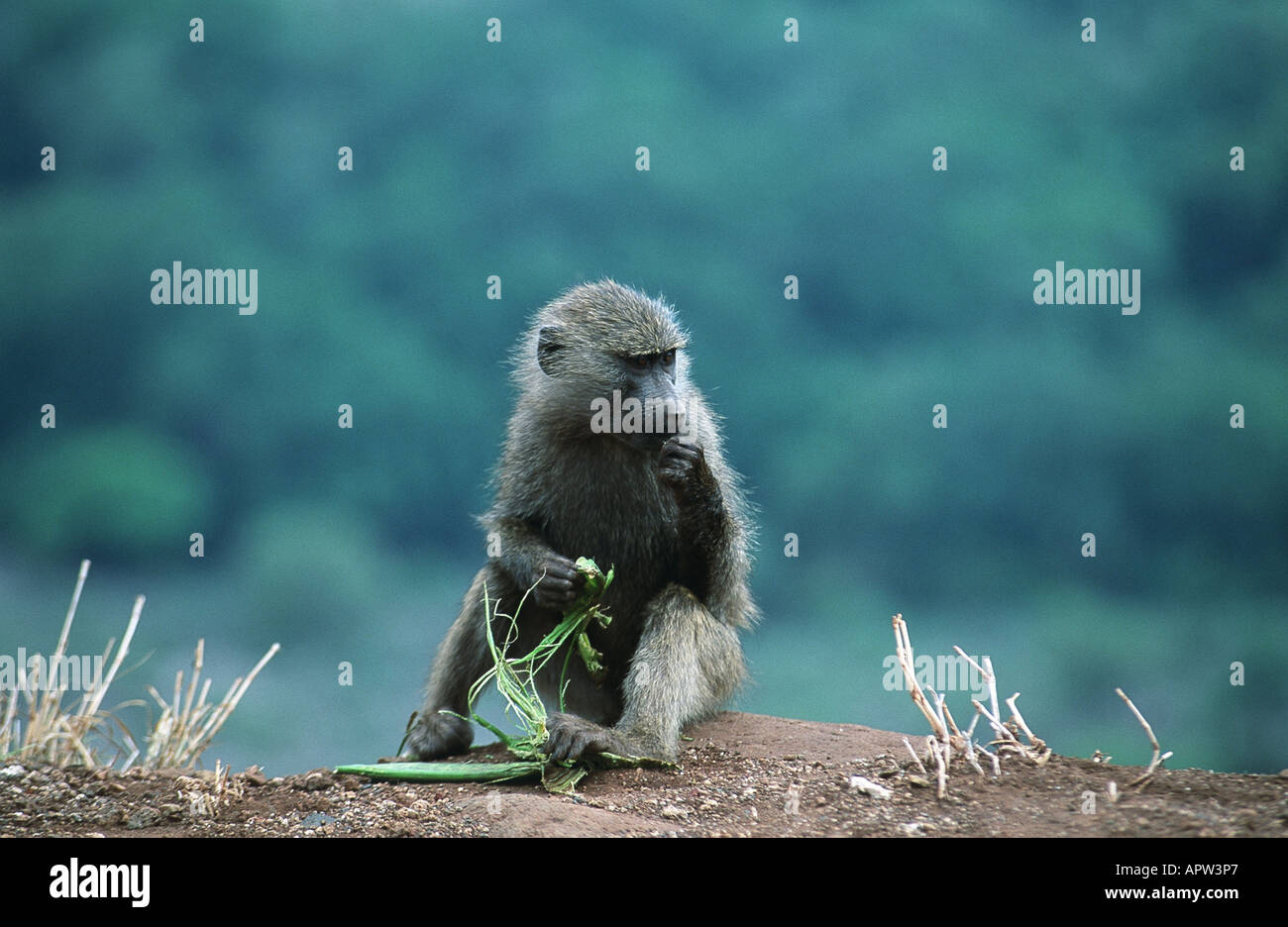 Gelbe Pavian, Savanne Pavian (Papio Cynocephalus), jung, sitzen, Tansania, Lake Manyara NP Stockfoto