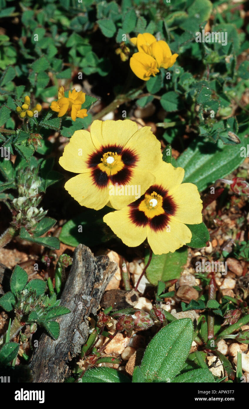 Gefleckte Rock-Rose (Tuberaria Guttata), Pflanze mit zwei Blumen, Portugal Stockfoto