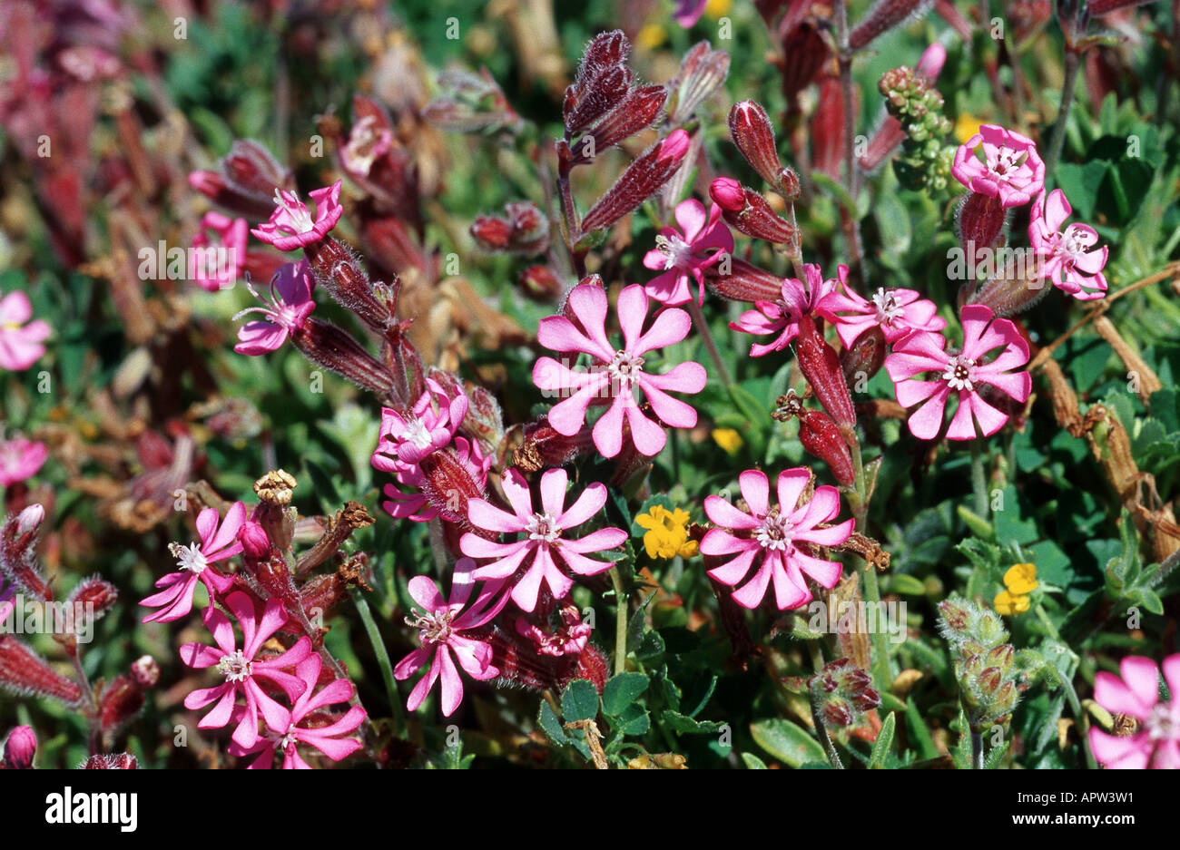 Rosa Pirouette (Silene Colorata), blühende Pflanze, Portugal, Kap Sao Vicente Stockfoto