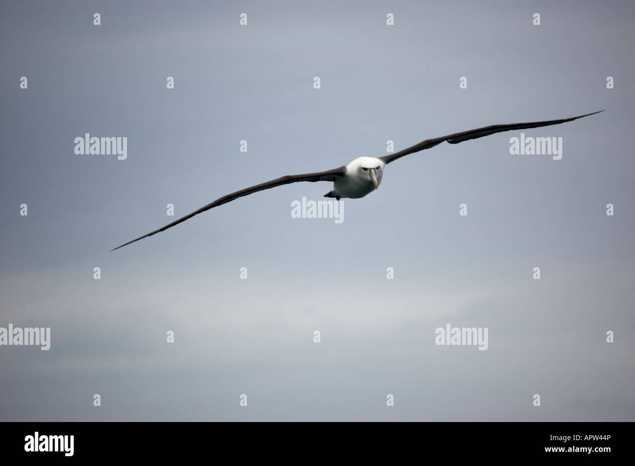 White-capped Mollymawk Albatros (Diomedea Steadi) Kaikoura Neuseeland Stockfoto