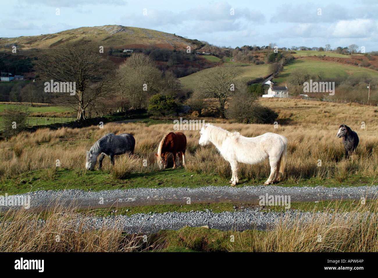 Welsh Pony wilde Winterlandschaft in den Brecon Beacons Park-Wales Stockfoto