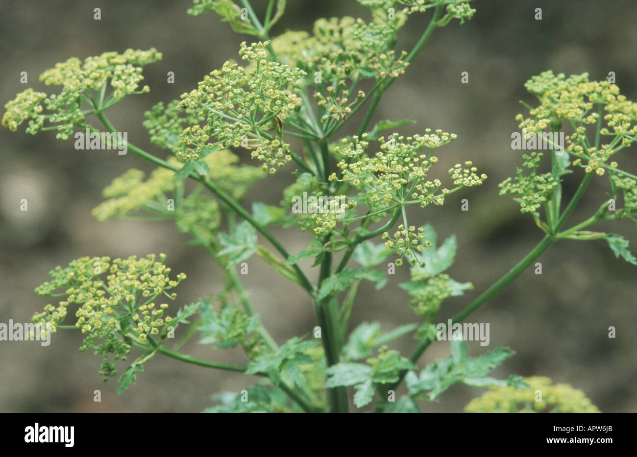 Pastinaca sativa wild parsnip -Fotos und -Bildmaterial in hoher ...
