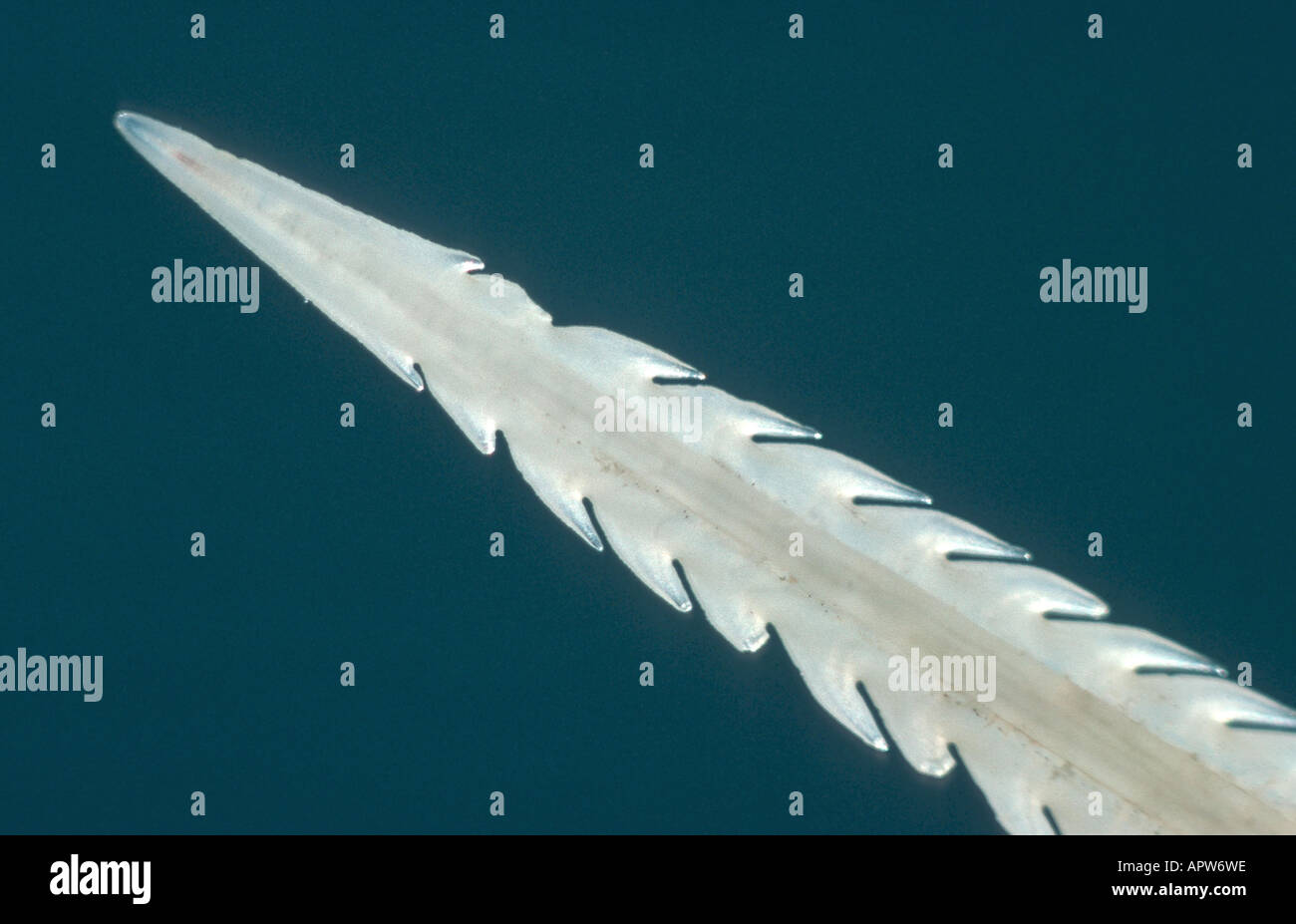 Stachelrochen (Dasyatis spec.), sah Stockfoto