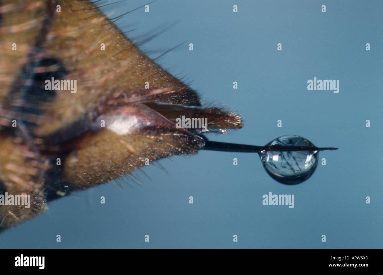 Hornet, braune Hornisse, Europäische Hornisse (Vespa Crabro), Stachel auf dem Bauch Stockfoto