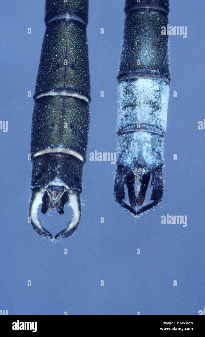 grüne Lestes, Weide Emerald Damselfly (Lestes Sponsa, Chalcolestes Viridis), Männchen, Vergleich der letzten Abdominalsegmente, Stockfoto