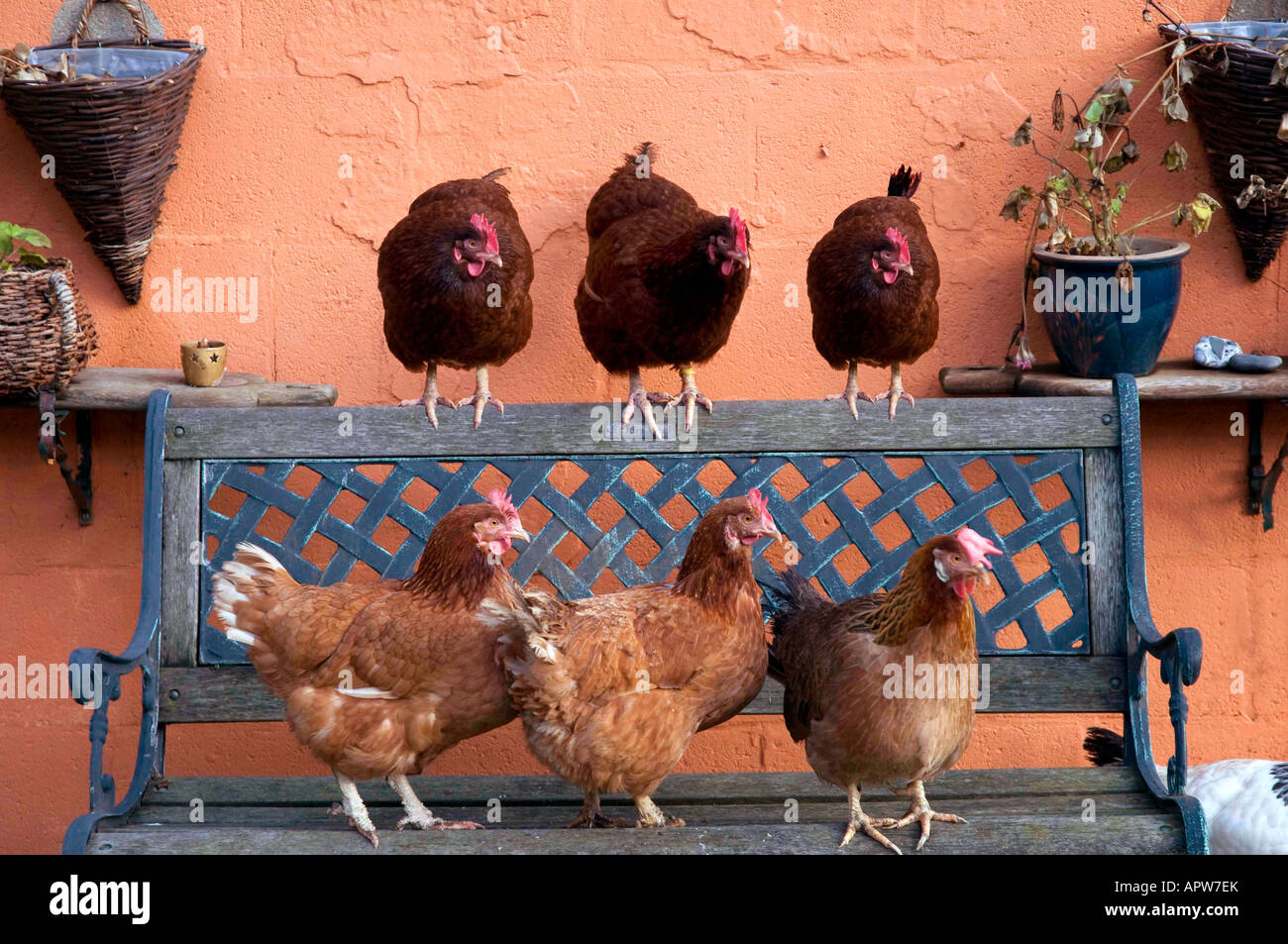 Gruppe von humorvollen domestizierten Hühnern in Garden, Nordengland Stockfoto