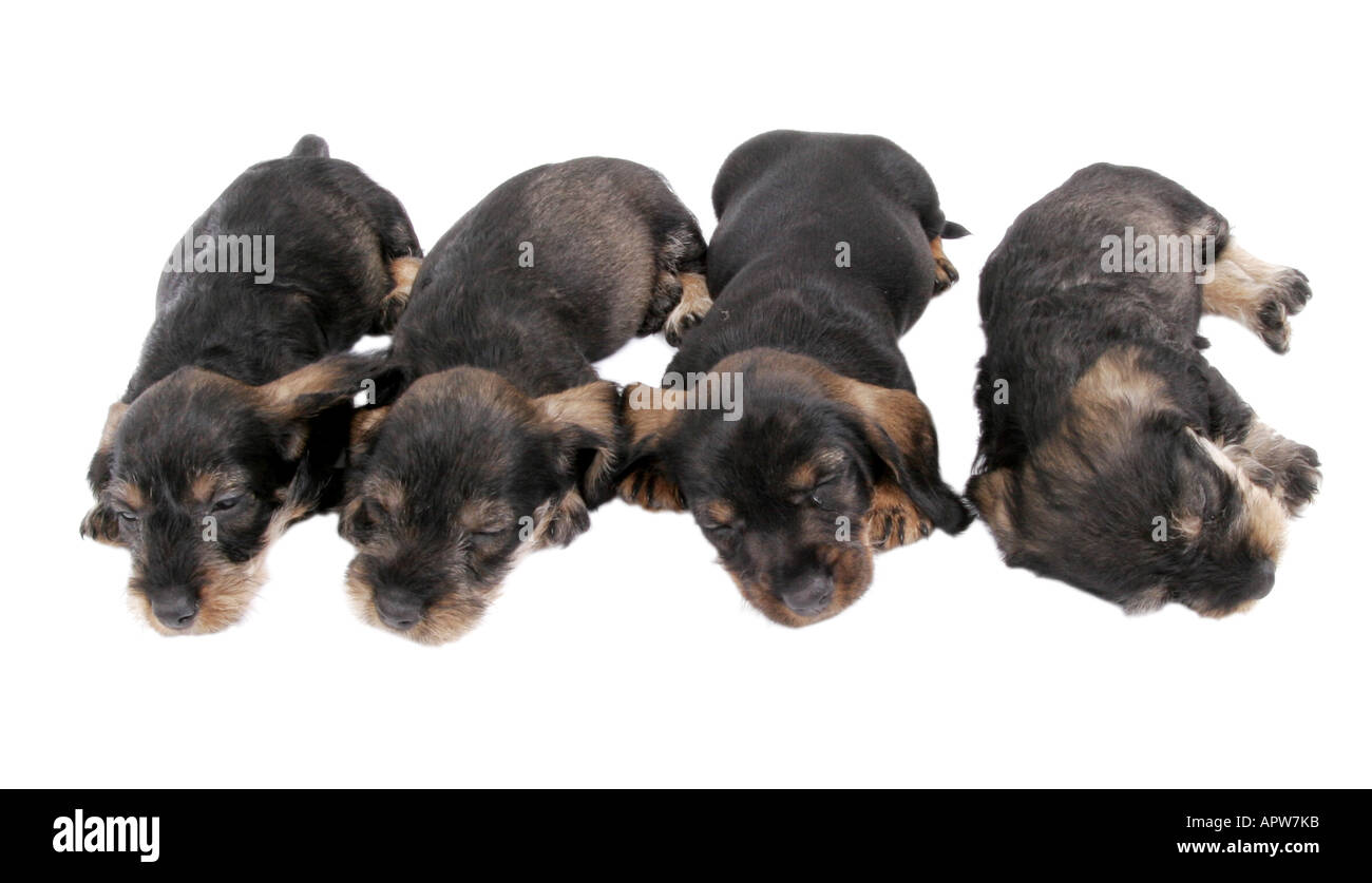 Dachshund, Dackel, Haushund (Canis Lupus F. Familiaris), vier Welpen schlafen nebeneinander Stockfoto