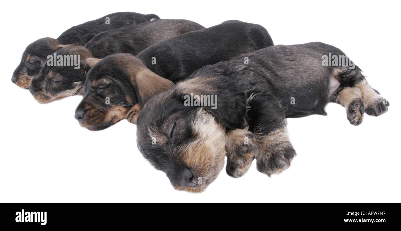 Dachshund, Dackel, Haushund (Canis Lupus F. Familiaris), vier Welpen schlafen nebeneinander Stockfoto