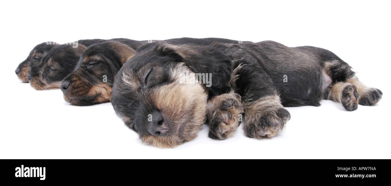 Dachshund, Dackel, Haushund (Canis Lupus F. Familiaris), vier Welpen schlafen nebeneinander Stockfoto