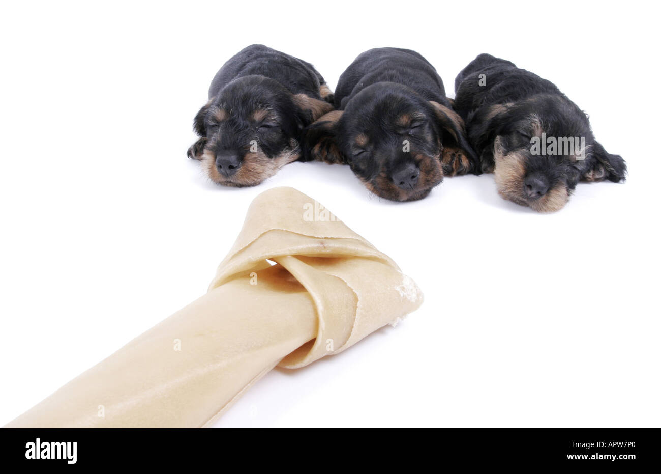 Dachshund, Dackel, Haushund (Canis Lupus F. Familiaris), drei schlafende Welpen hinter einen großen Knochen Stockfoto