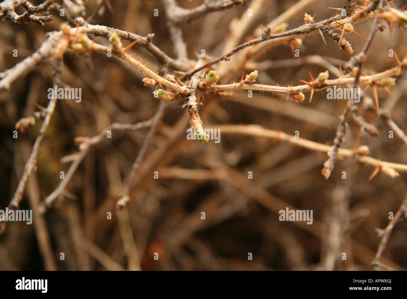 Neues Wachstum Knospe am Strauch Stockfoto