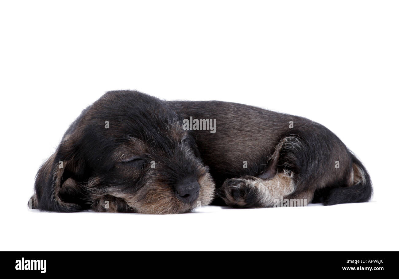 Dachshund, Dackel, Haushund (Canis Lupus F. Familiaris), schlafen Welpen Stockfoto