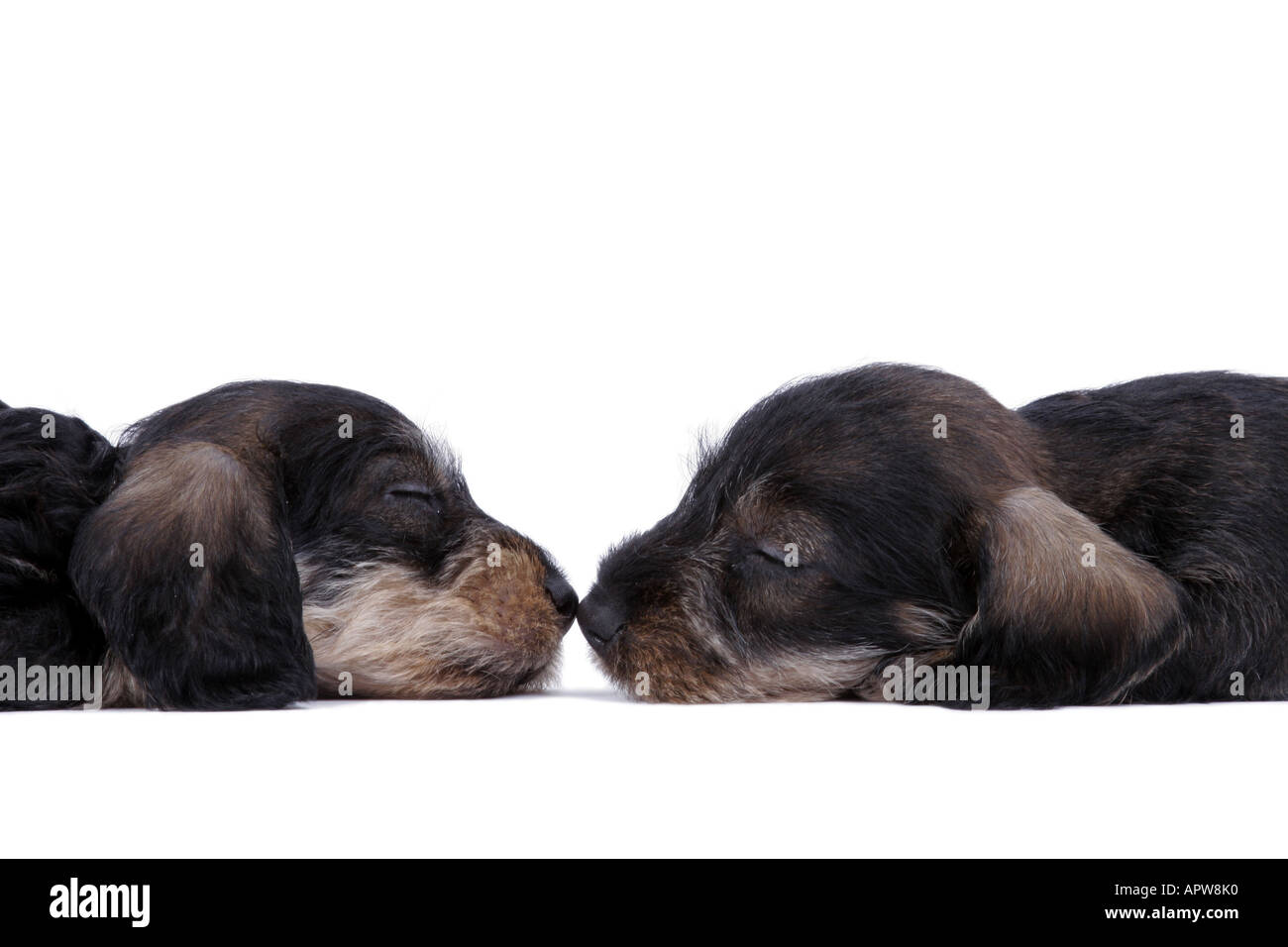 Dachshund, Dackel, Haushund (Canis Lupus F. Familiaris), zwei schlafende Welpen Vis-Avis, Nase an Nase Stockfoto