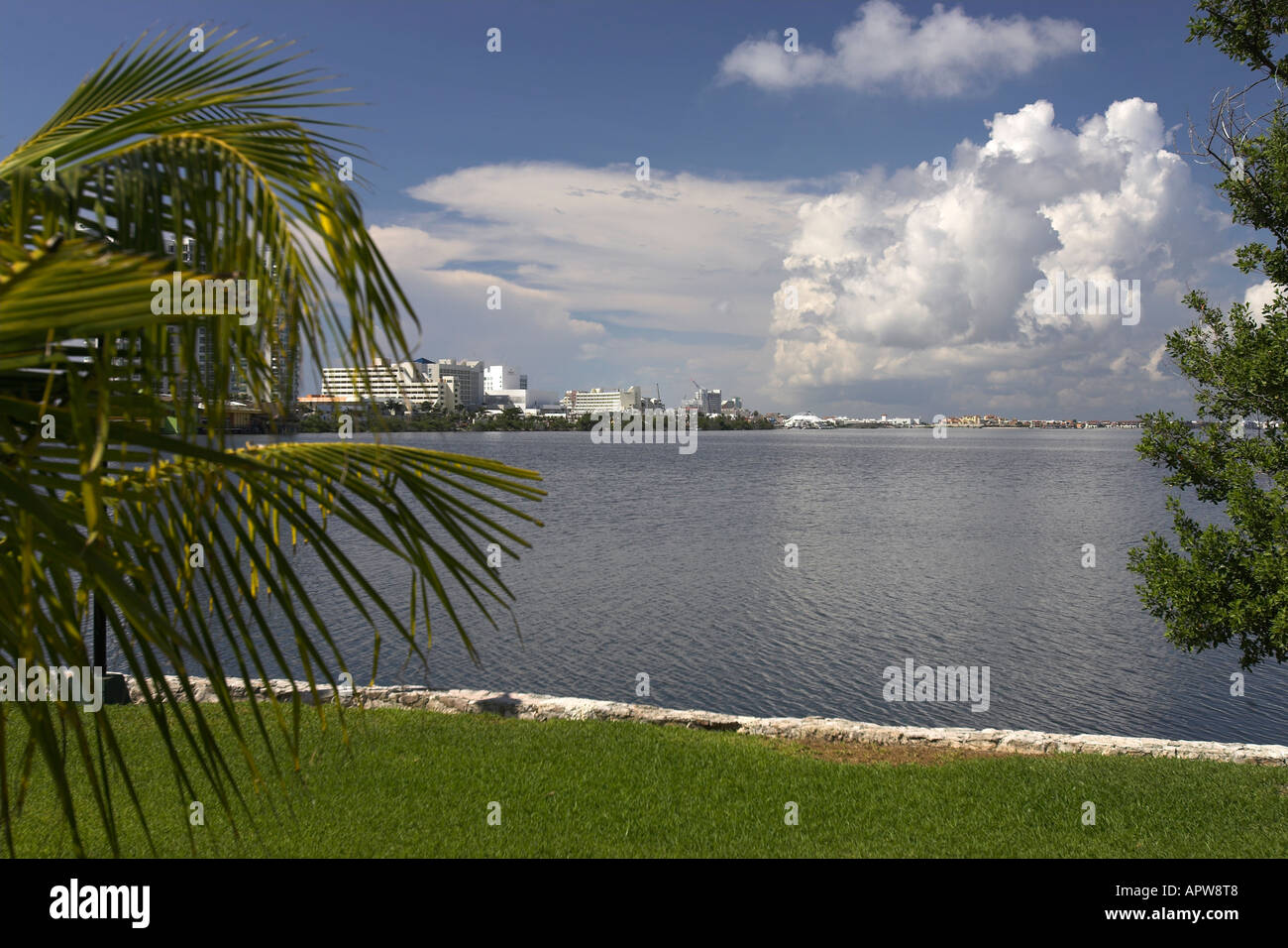 Palmen Sie neben Lagune Cancun Mexiko Stockfoto