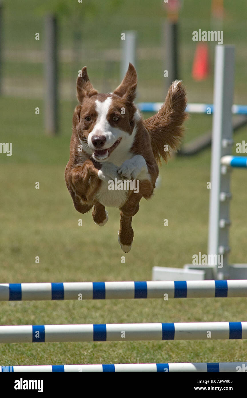 Border-Collie springen während ein Agility-Wettbewerb in Gloucester VA Stockfoto