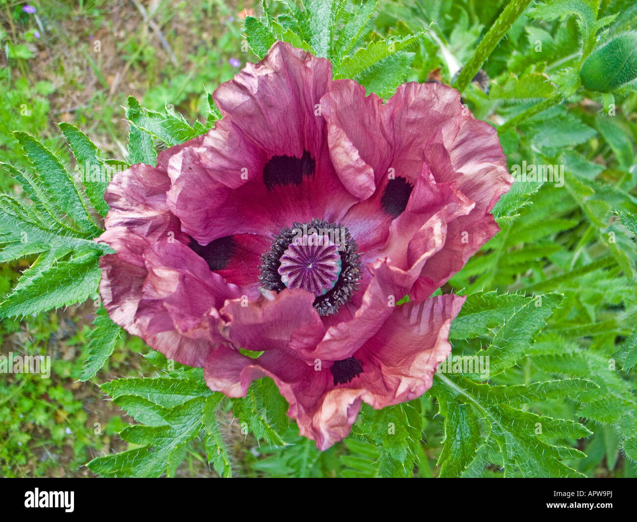Papaver Orientale in Wiltshire Garten im Mai Stockfoto