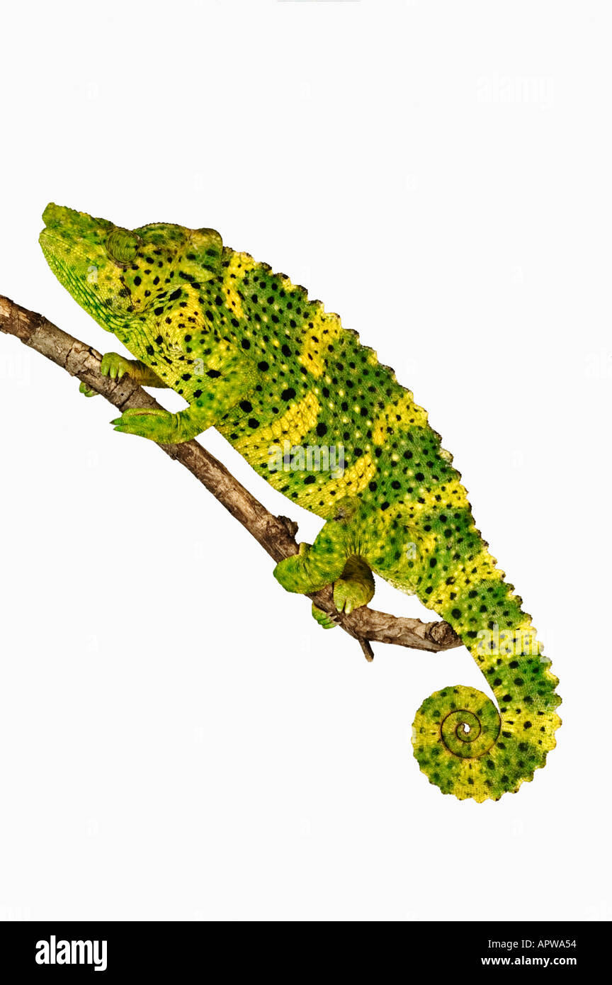 Mellers Chamäleon Chamaeleo Melleri Dist Rainforests von Ostafrika Stockfoto
