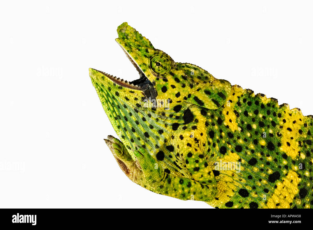 Mellers Chamäleon Chamaeleo Melleri Mund öffnen in aggressiven Haltung Dist Rainforests von Ostafrika Stockfoto