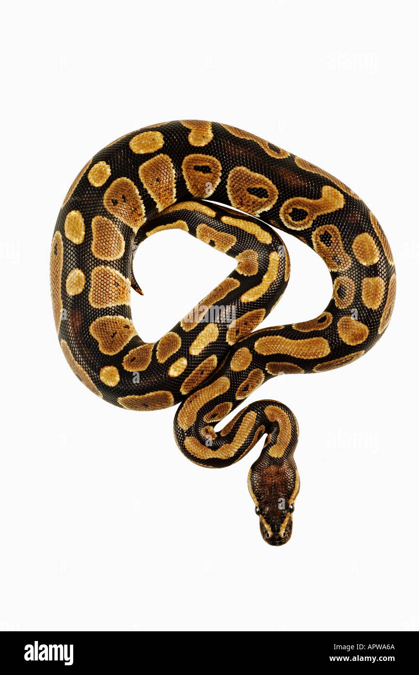 Ball Python Python Regius Dist-Westafrika Stockfoto