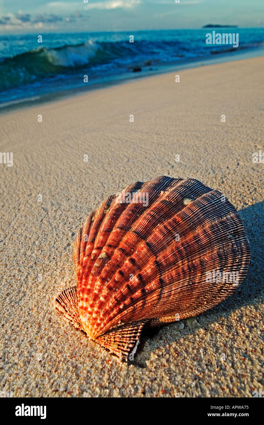 Muscheln Muscheln am Strand Seychellen Stockfoto