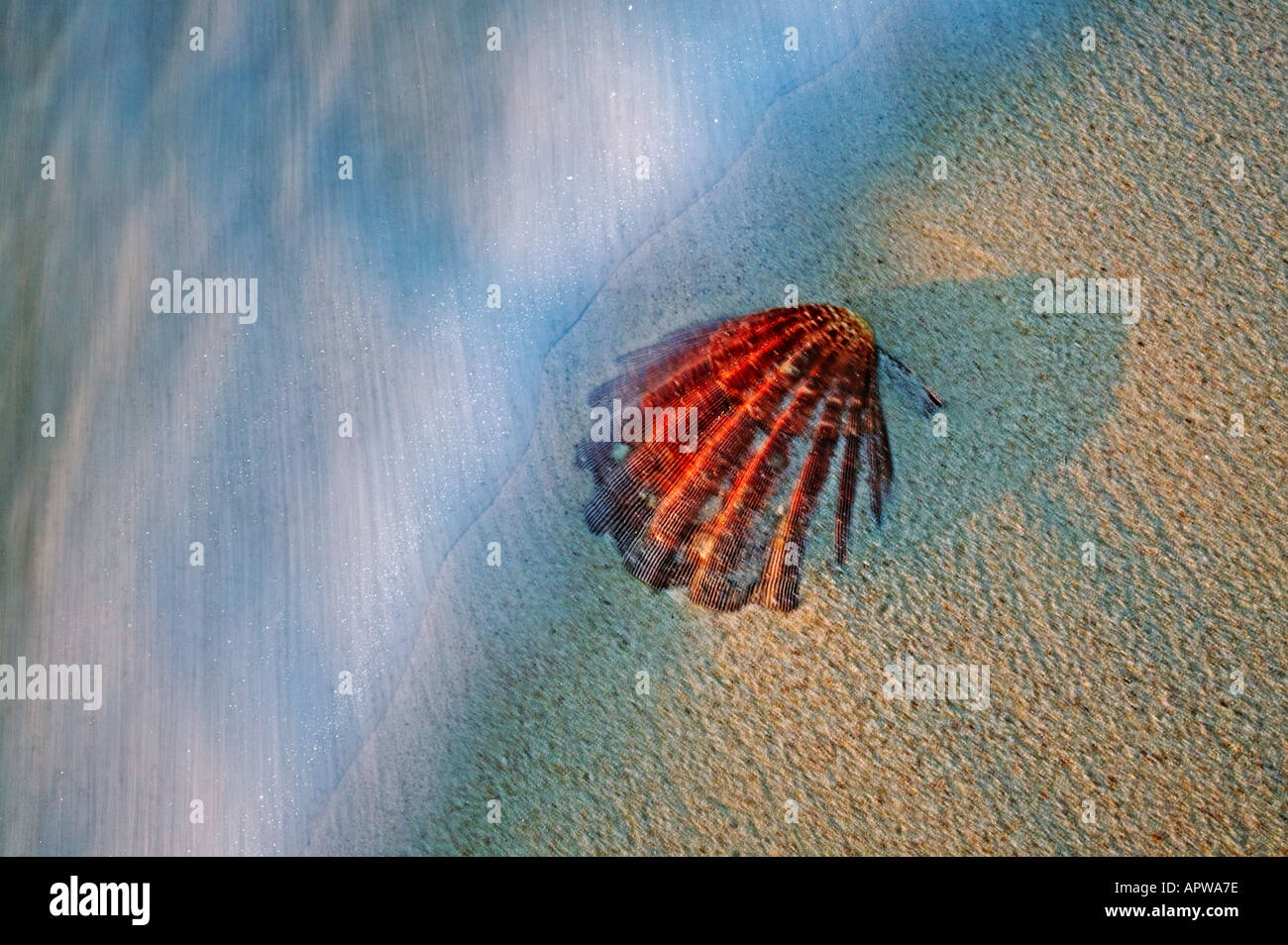 Muscheln Muscheln am Strand Seychellen Stockfoto