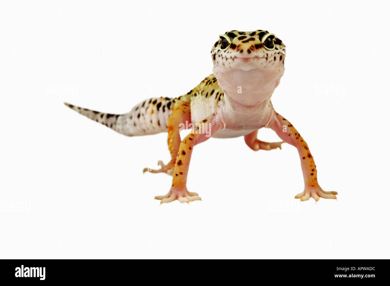 Leopard Gecko Eublepharis Macularius Dist Asien Indien Irak Afghanistan Pakistan Stockfoto