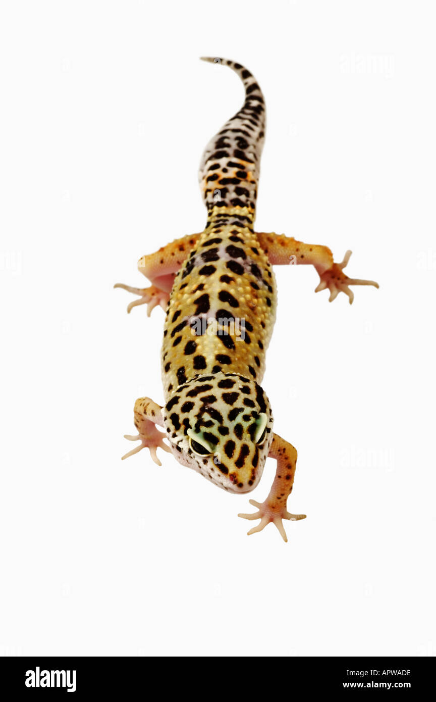 Leopard Gecko Eublepharis Macularius Dist Asien Indien Irak Afghanistan Pakistan Stockfoto