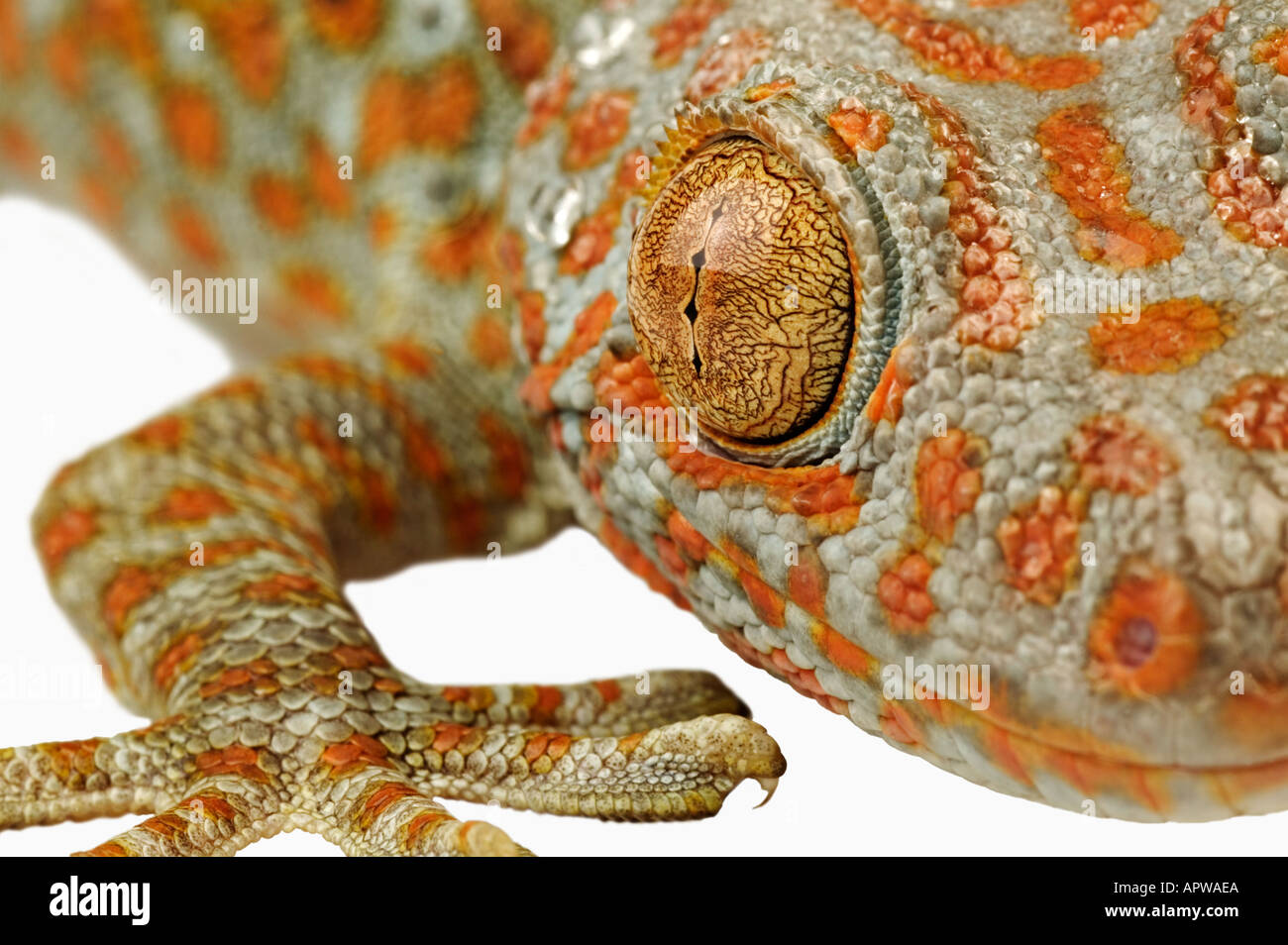 Tokay Gecko Gekko Gecko Dist South East Asia Stockfoto