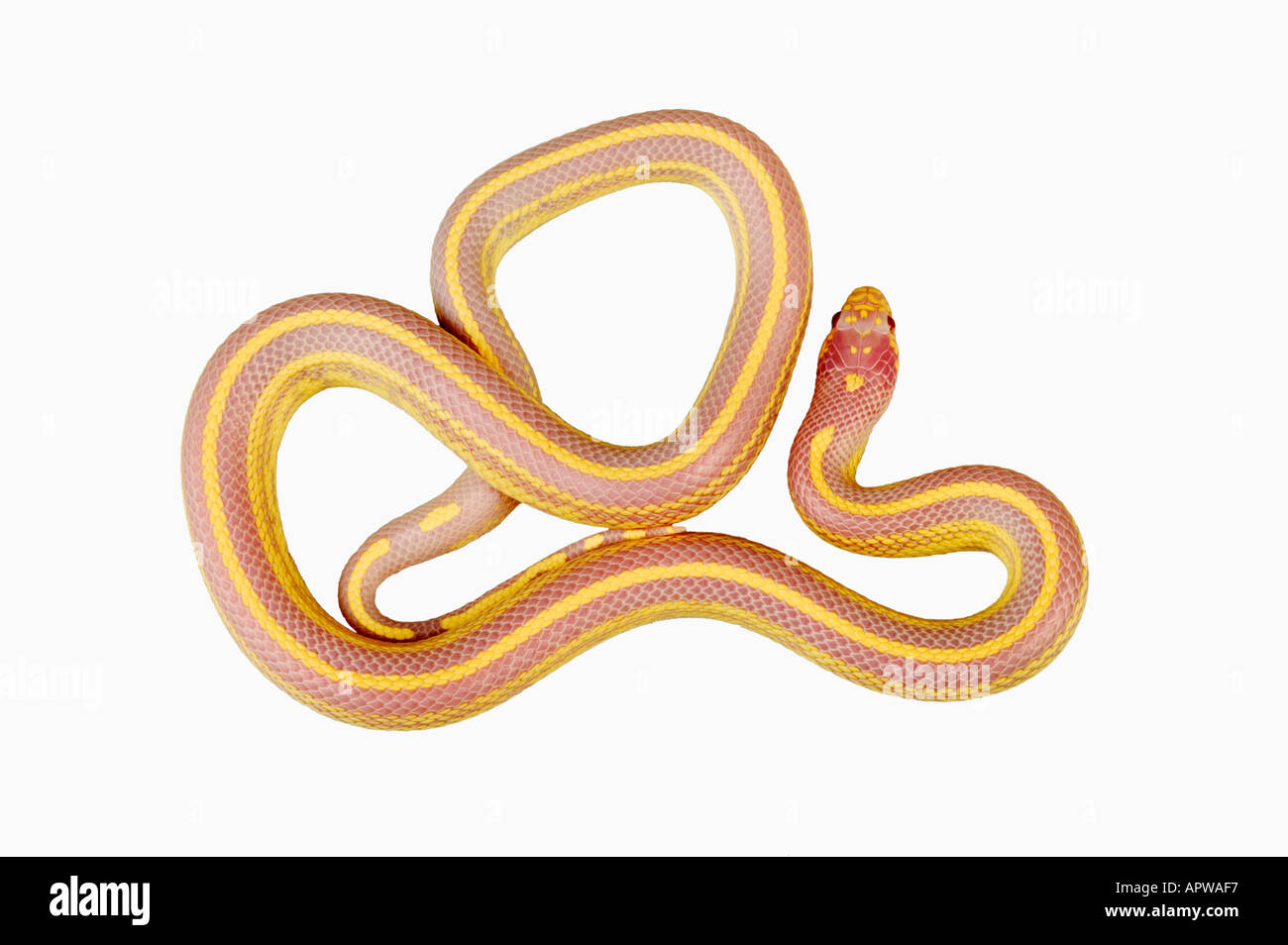 Kalifornische King Snake Lampropeltis Getula Californae Albino Dist USA Stockfoto