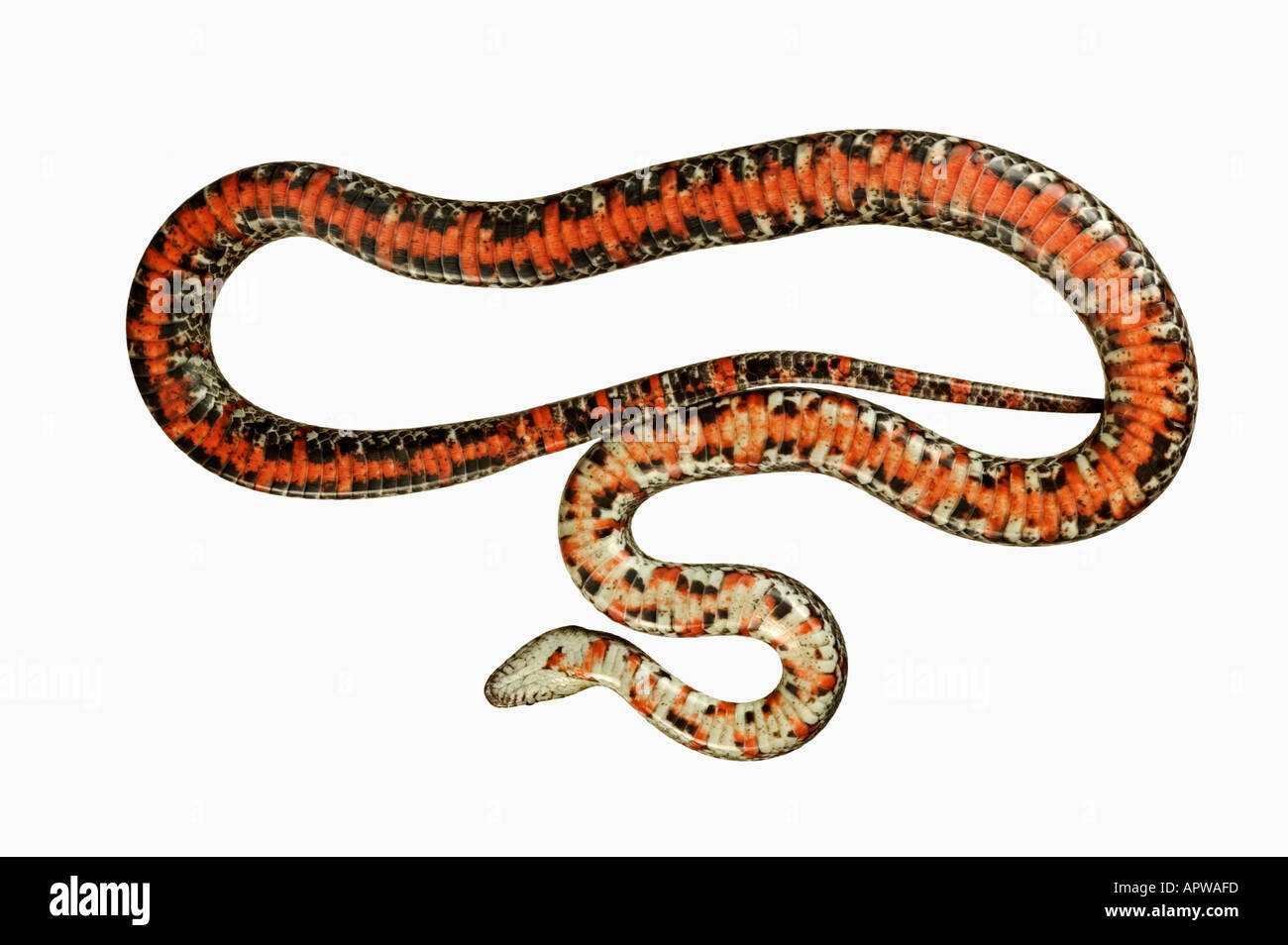 Variable mexikanischen King Snake Lampropeltis Mexicana Blick von unten Dist Mexiko und den südlichen USA Stockfoto