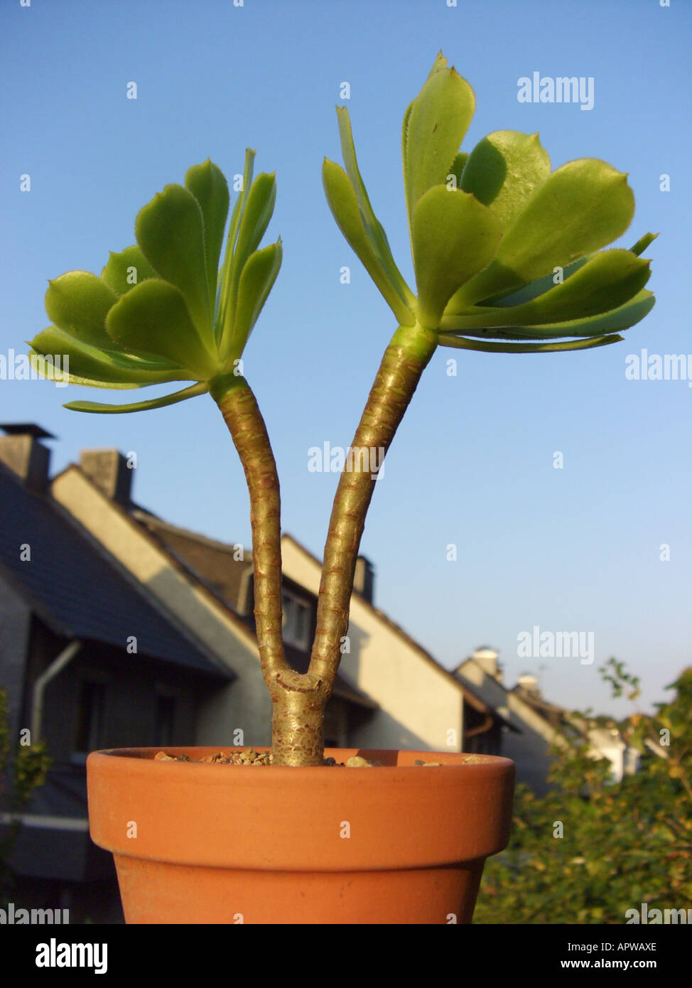 Aeonium (Aeonium Arboreum), Topfpflanze auf der Fensterbank Stockfoto