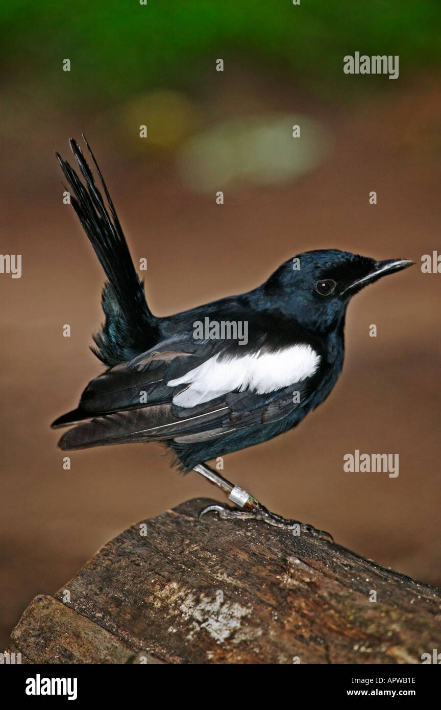Seychellen Magpie Robin Copsychus Sechellarum Aussterben Seychellen Seychellen endemisch Stockfoto