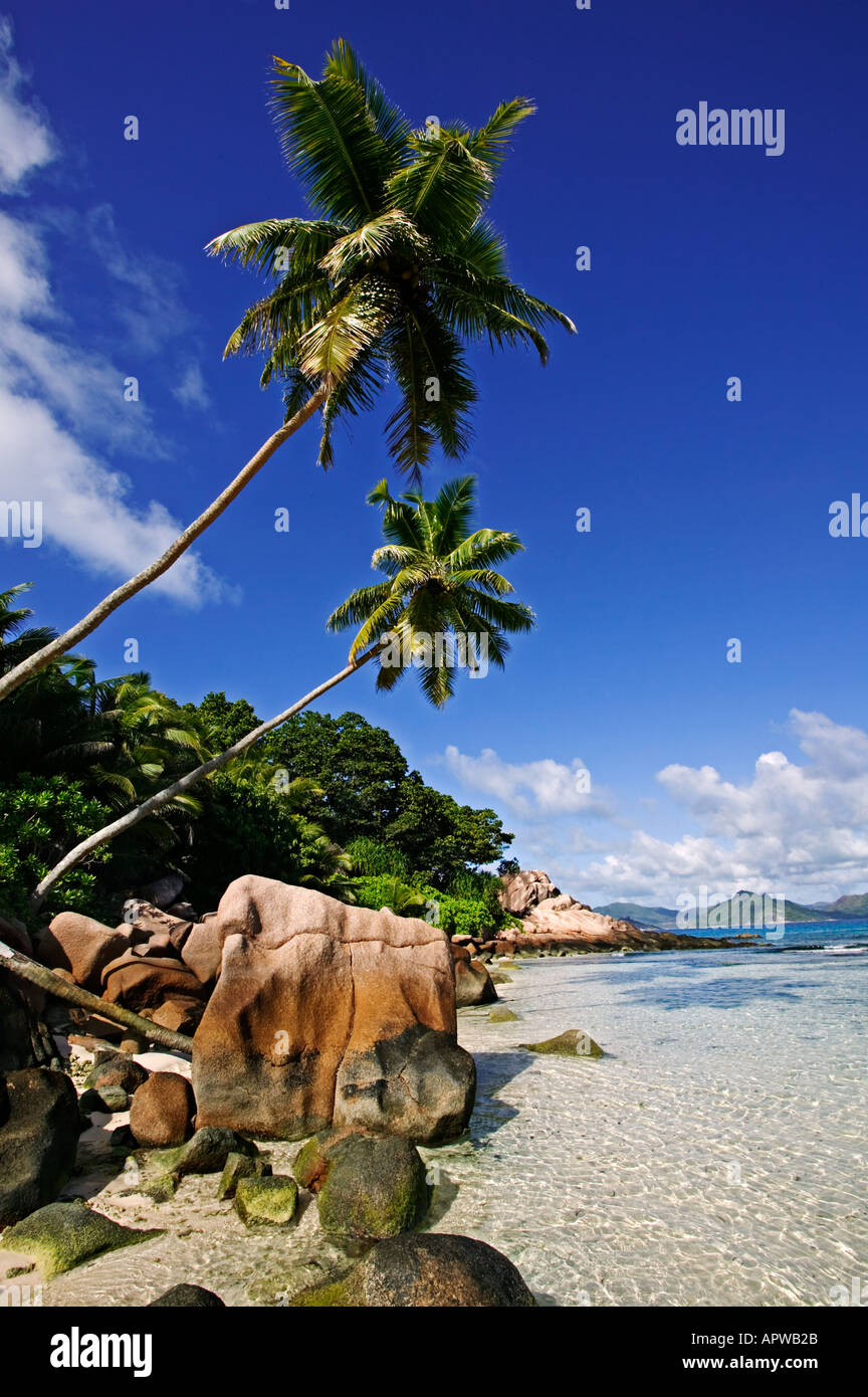 Kokos-Palmen und Strand-Szene La Digue Island-Seychellen Stockfoto