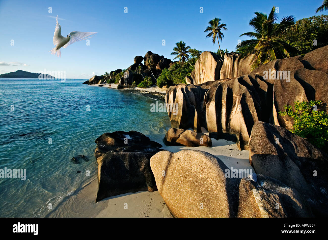 Strand und White Tern Granit Boulders Anse Source d Argent Strand La Digue Island-Seychellen Stockfoto
