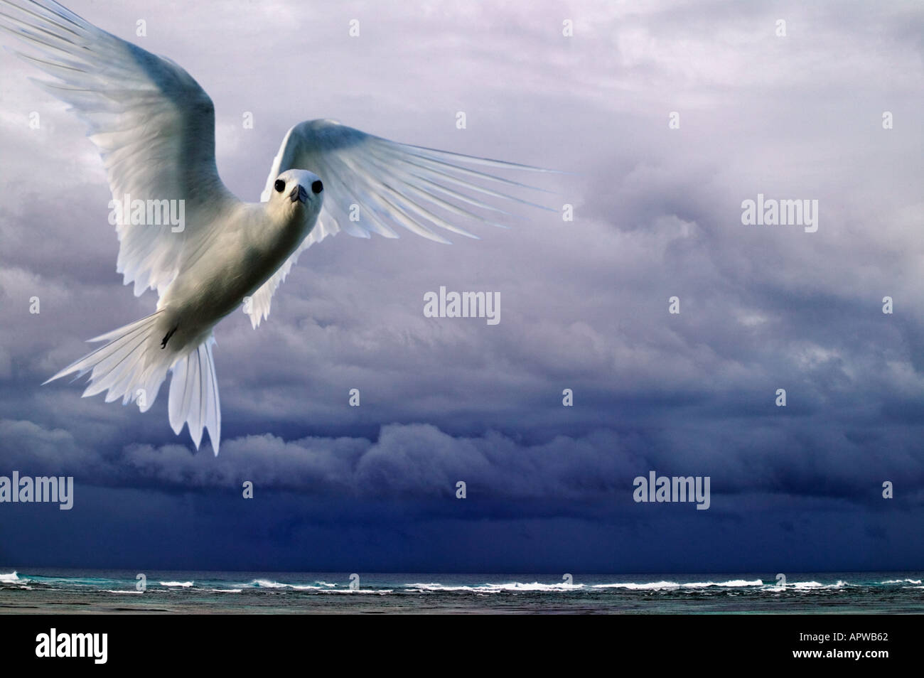Gewitterwolken über Meer mit weißen Fee Tern Gygis Alba Bird Island Seychellen Digital Bild geändert Stockfoto