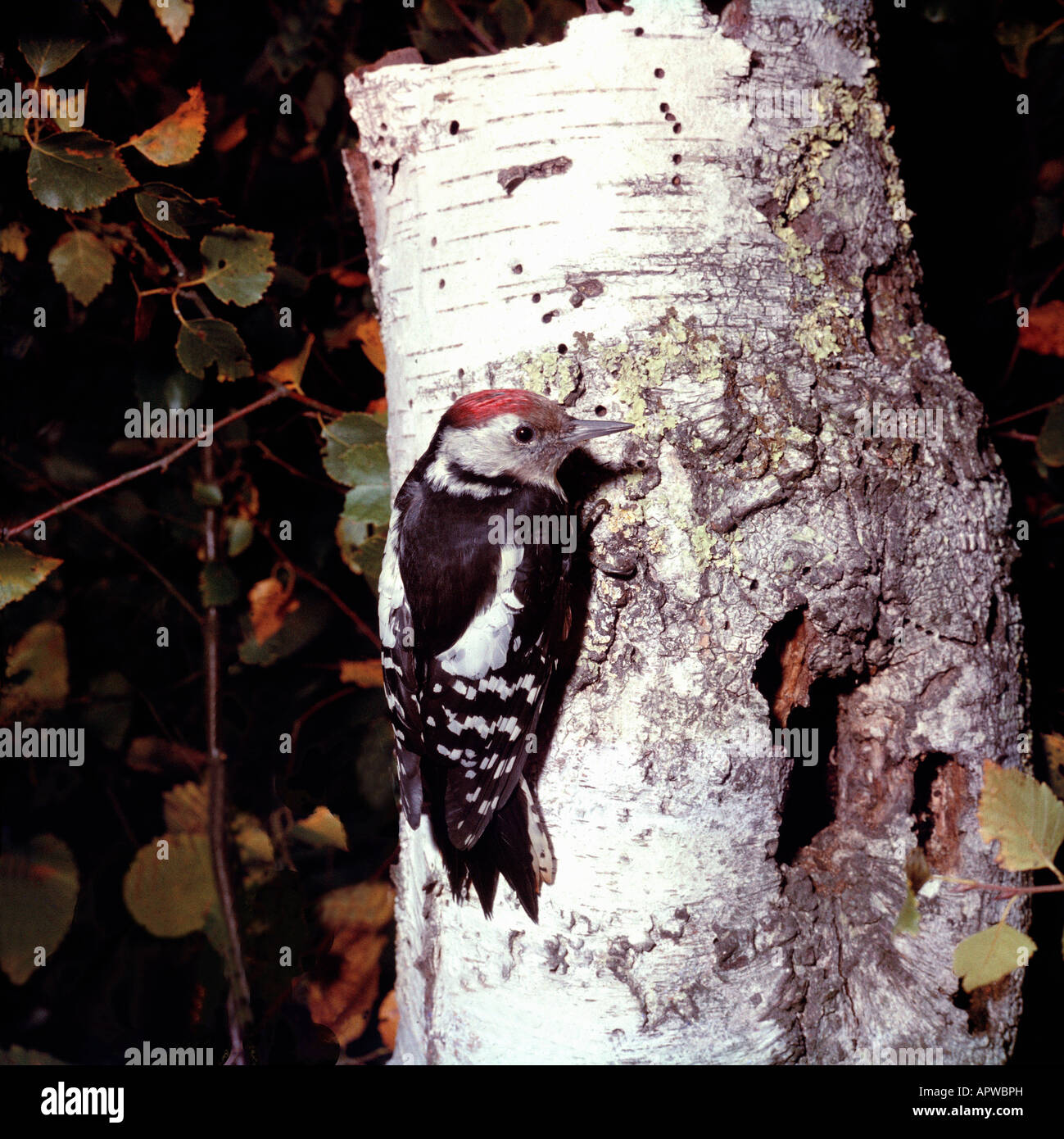 PIC mar Mittelspecht Middle Spotted Woodpecker Picoides Medius Dendrocopos Medius adulter Tiere Asien Aves Vögel Europa Europa Mi Stockfoto