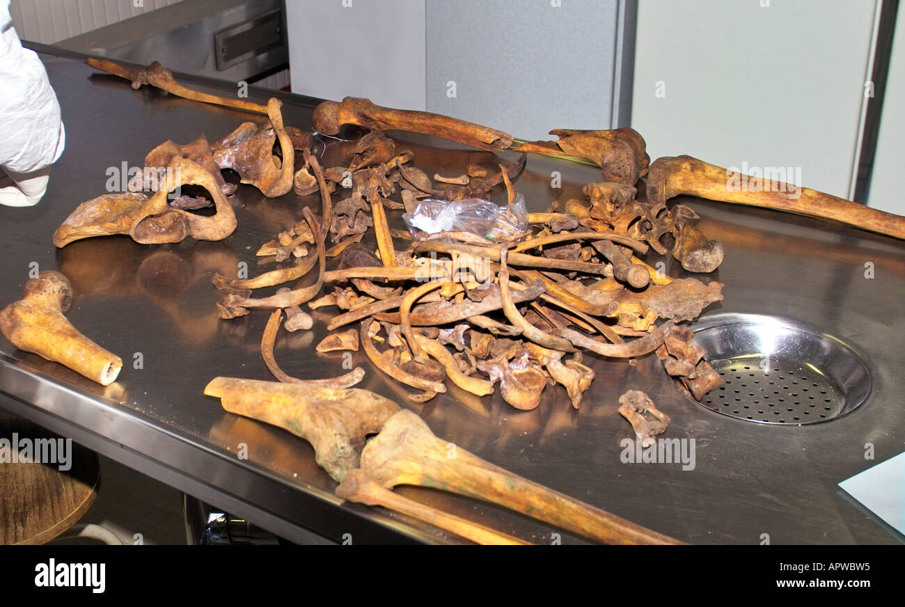 Zusammenbau der exhumierten menschliches Skelett im Labor Stockfoto