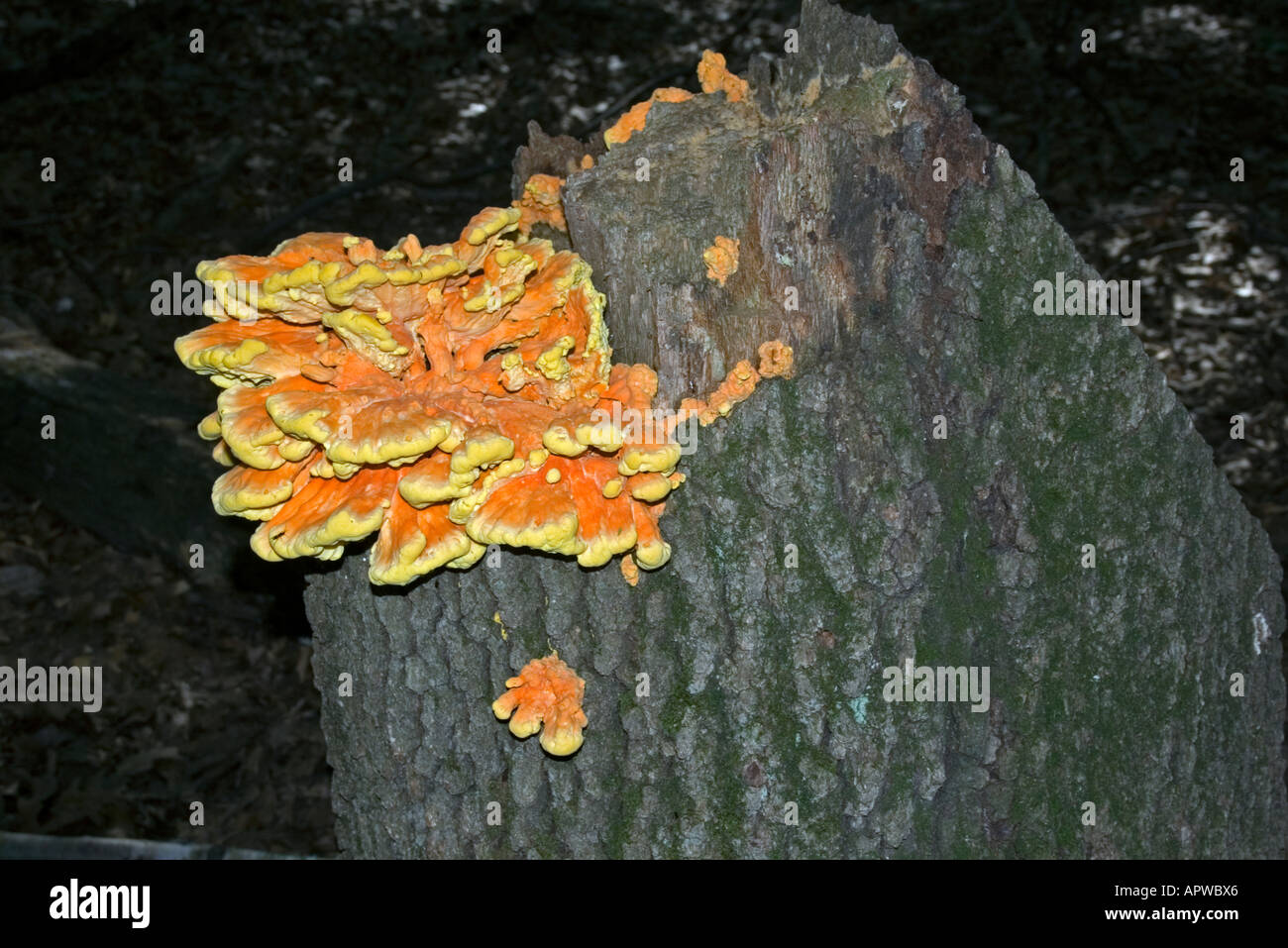 Schwefel Regal Pilze Huhn des Waldes Stockfoto