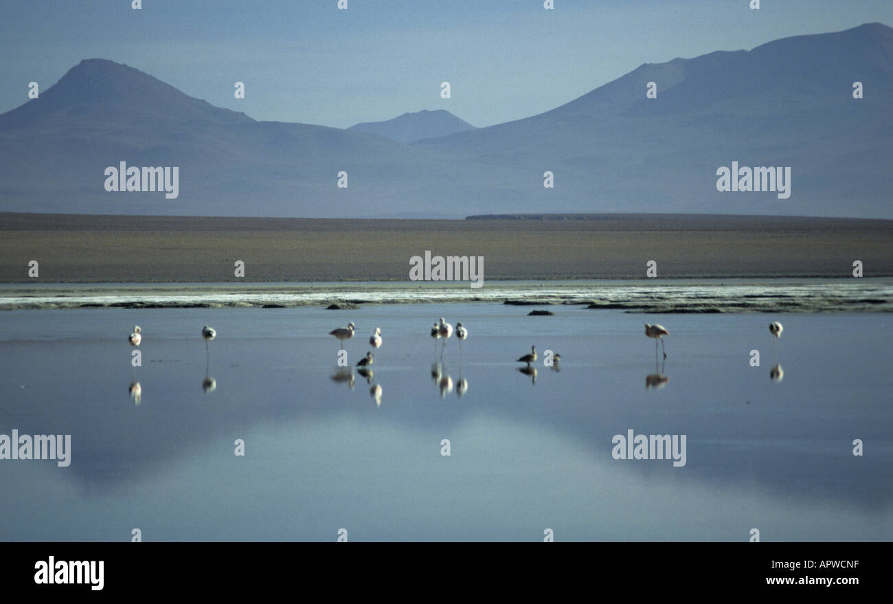 Flamingos im seichten Wasser der Laguna Colorada in Bolivien Stockfoto