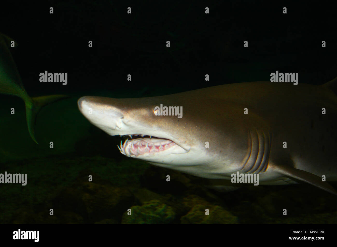 Sand Tiger Shark jagen Fische Stockfoto