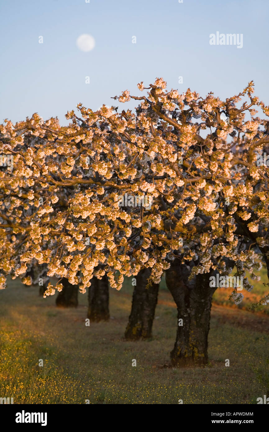 Kirschbäume in voller Blüte Comtat Venaissin Vaucluse Provence Frankreich Stockfoto