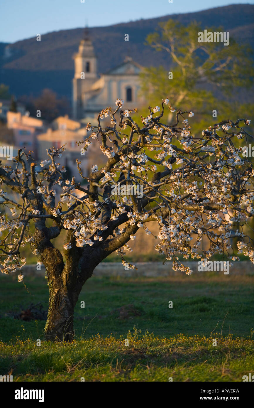 Kirschbaum in voller Blüte jesuitische Stil Kirche Saint Antonin Build 1702 Bedoin Comtat Venaissin Vaucluse Provence Frankreich Stockfoto