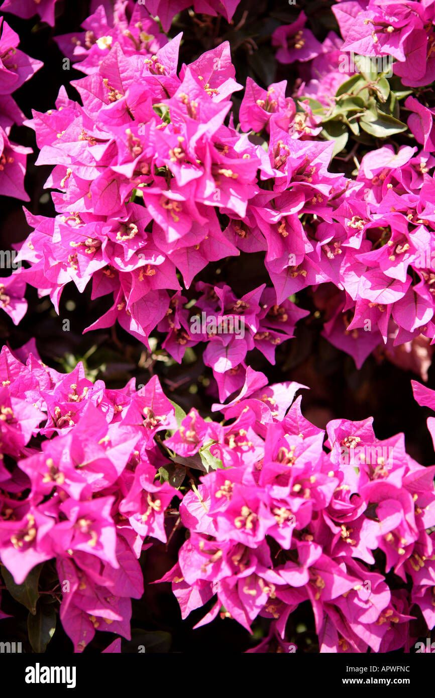 Bougainvillea lila Blume, Flora, Malta Gozo. Stockfoto