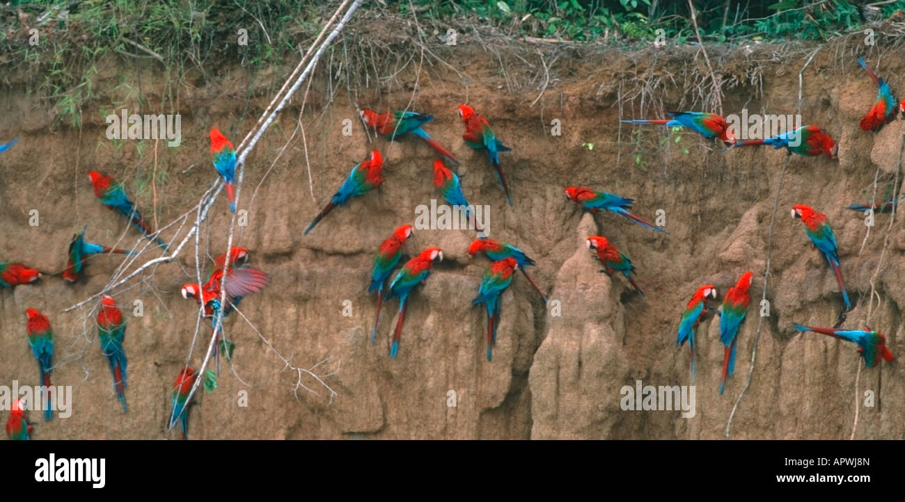 Gruppe von aras Fotos und Bildmaterial in hoher Auflösung Alamy