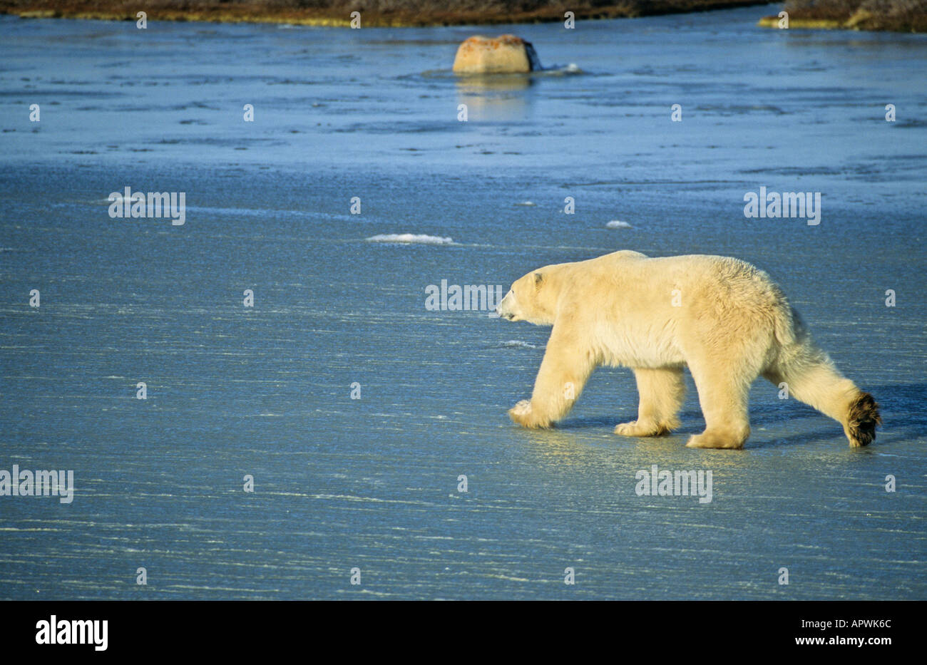 Großer Eisbär zu Fuß übers Eis bei Sonnenaufgang Stockfoto