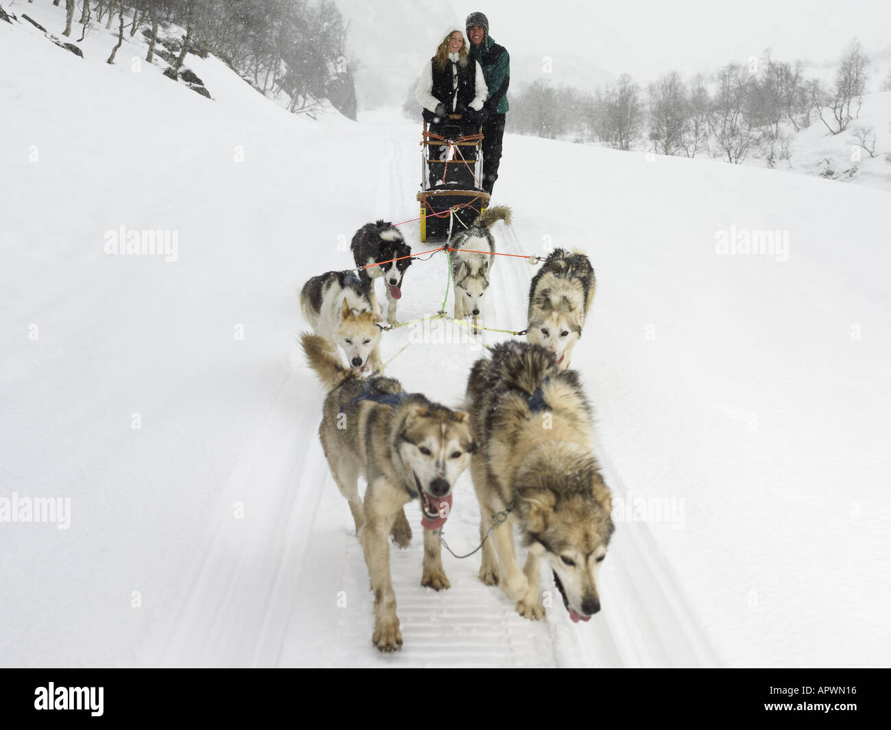 Paar einen Hundeschlitten fahren Stockfoto